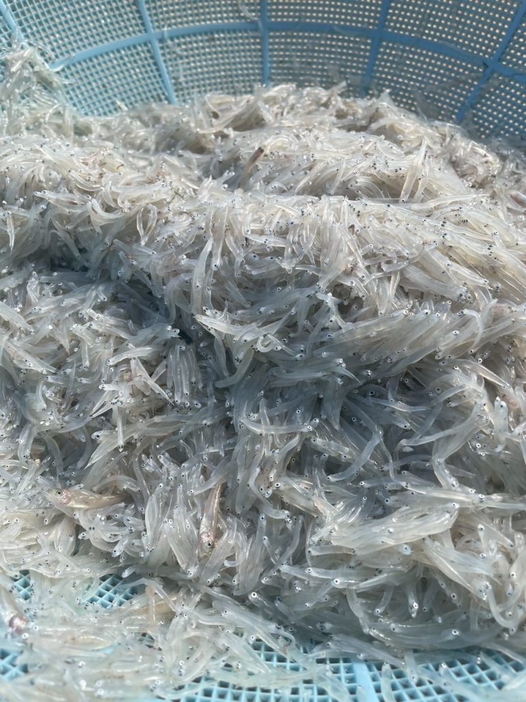 jibiki3