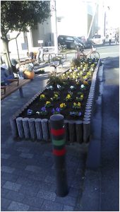 今宿自治会　花いっぱい運動で赤橋花壇にパンジーを植えた